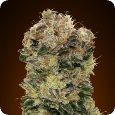 Oo Cannabis Seeds Auto Sweet Soma