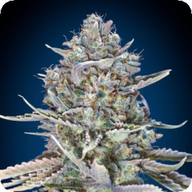 Oo Cannabis Seeds Blue Dream Fast Version