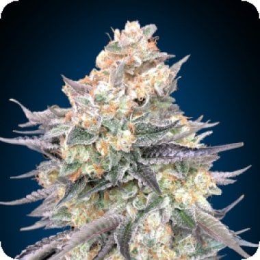 Oo Cannabis Seeds Blue Dream