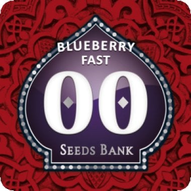 Oo Cannabis Seeds Blueberry Fast Version