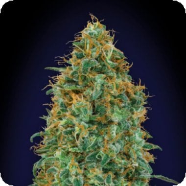 Oo Cannabis Seeds Blueberry