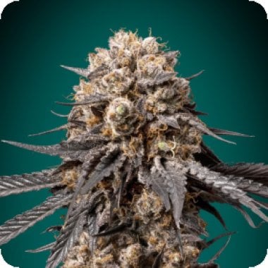 Oo Cannabis Seeds Bubba S Gift