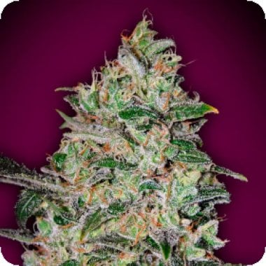Oo Cannabis Seeds Bubble Gum Fast Version