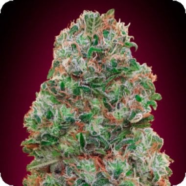 Oo Cannabis Seeds Bubble Gum