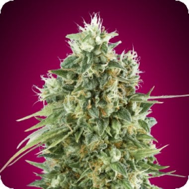 Oo Cannabis Seeds Bubblegum Cbd