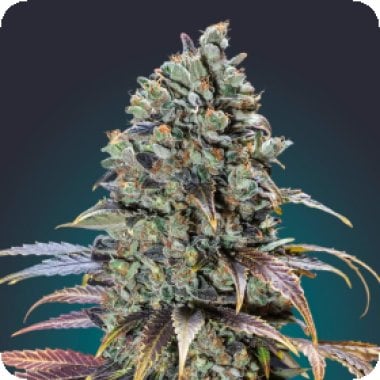 Oo Cannabis Seeds Chocolate Cream