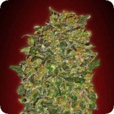 Oo Cannabis Seeds Chocolate Kush