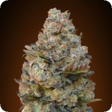 Oo Cannabis Seeds Chocolate Skunk