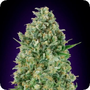Oo Cannabis Seeds Critical Poison