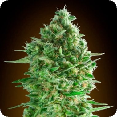Oo Cannabis Seeds Do Si Dos Cookies