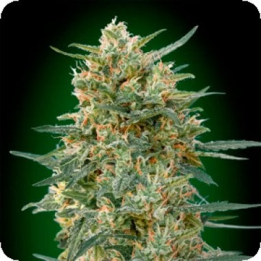 Oo Cannabis Seeds Gorilla Fast Version