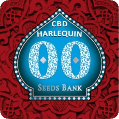 Oo Cannabis Seeds Harlequin Cbd