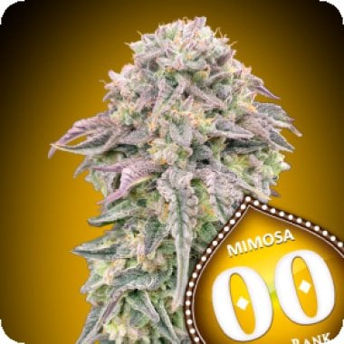 Oo  Cannabis  Seeds  Mimosa