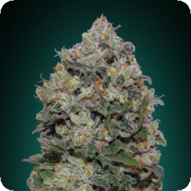 Oo Cannabis Seeds Northern Lights