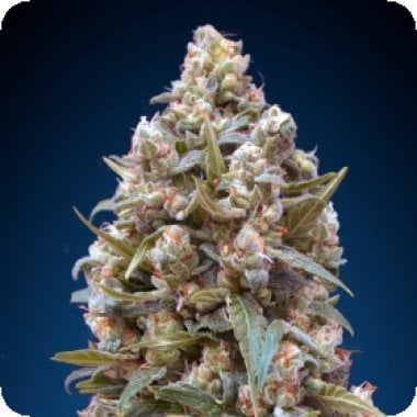 Oo Cannabis Seeds Oo Kush