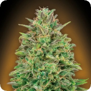 Oo Cannabis Seeds Oo Skunk