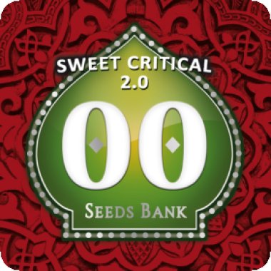 Oo Cannabis Seeds Sweet Critical 2 0