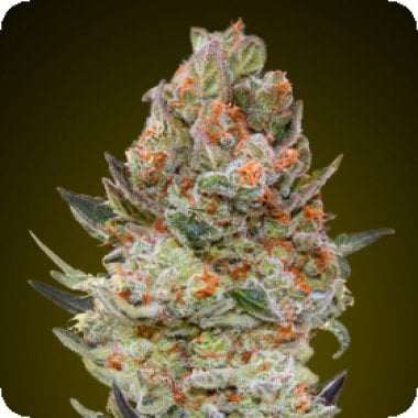 Oo Cannabis Seeds Sweet Critical Cbd