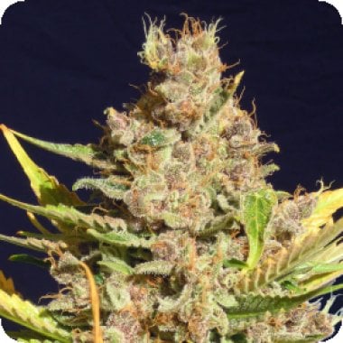 Original Sensible Seed Company Cannabis Seeds Alien Gorilla