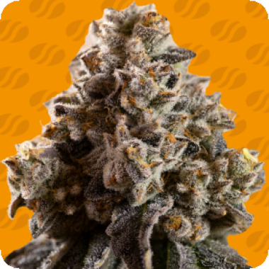 Original Sensible Seed Company Cannabis Seeds Alien Moonrocks