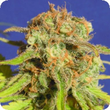 Original Sensible Seed Company Cannabis Seeds Auto Bruce Banner 3