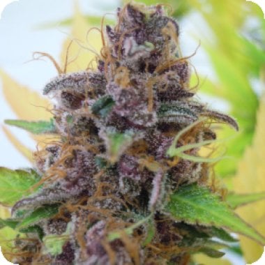 Original Sensible Seed Company Cannabis Seeds Auto Gelato