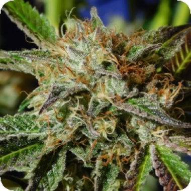 Original Sensible Seed Company Cannabis Seeds Auto Ghost Cookies