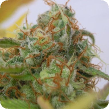 Original Sensible Seed Company Cannabis Seeds Auto Gorilla Glue 4