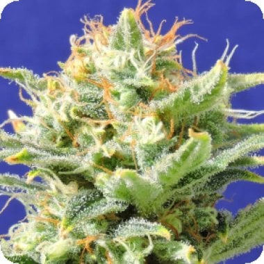 Original Sensible Seed Company Cannabis Seeds Auto Super Skunk