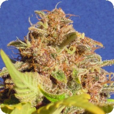 Original Sensible Seed Company Cannabis Seeds Auto Wedding Cake