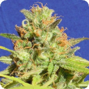 Original Sensible Seed Company Cannabis Seeds Auto Zkittlez