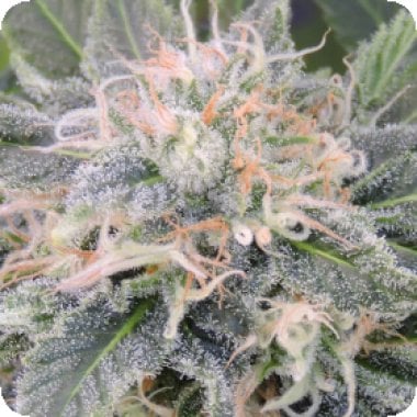 Original Sensible Seed Company Cannabis Seeds Black Ghost Og