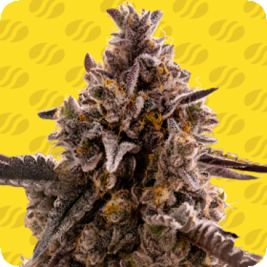 Original Sensible Seed Company Cannabis Seeds Black Orchid Auto