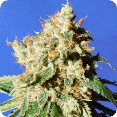 Original Sensible Seed Company Cannabis Seeds Blueberry Cookies Auto