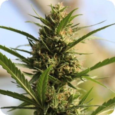 Original Sensible Seed Company Cannabis Seeds Cannaboom Cbd