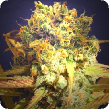 Original Sensible Seed Company Cannabis Seeds Dr Bruce Banner Cbd