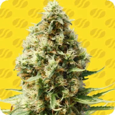 Original Sensible Seed Company Cannabis Seeds Frosted Guava Auto