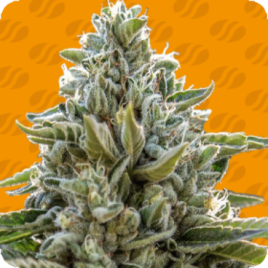 Original Sensible Seed Company Cannabis Seeds Frosted Guava