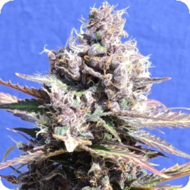 Original Sensible Seed Company Cannabis Seeds Gelato