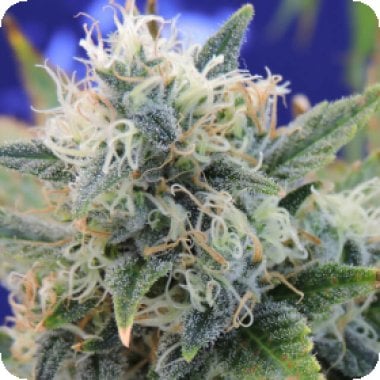 Original Sensible Seed Company Cannabis Seeds Girl Scout Cookies