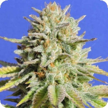 Original Sensible Seed Company Cannabis Seeds Gorilla Glue 4