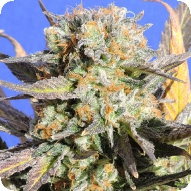 Original Sensible Seed Company Cannabis Seeds Grandaddy Black