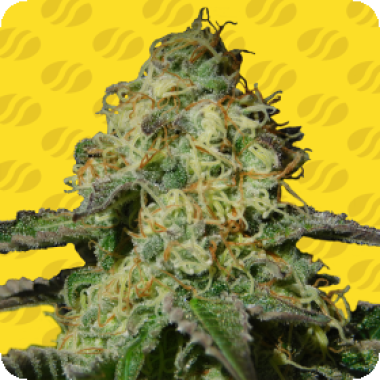 Original Sensible Seed Company Cannabis Seeds Jealousy Auto