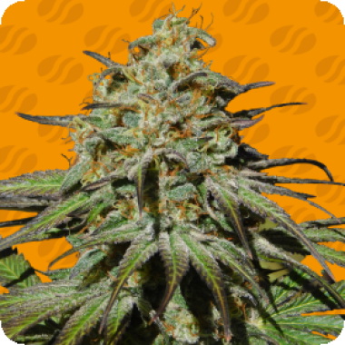 Original Sensible Seed Company Cannabis Seeds Jealousy