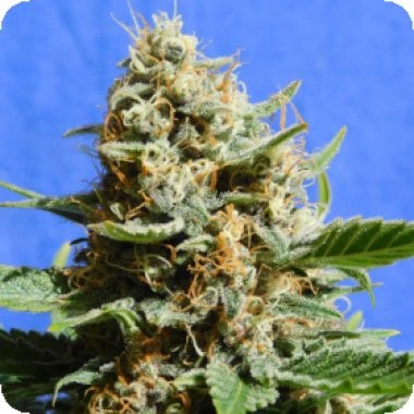 Original  Sensible  Seed  Company  Cannabis  Seeds  Kush  Mintz  Fast  Version