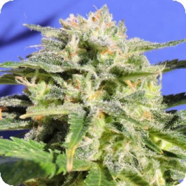 Original Sensible Seed Company Cannabis Seeds Lemonberry Haze Auto