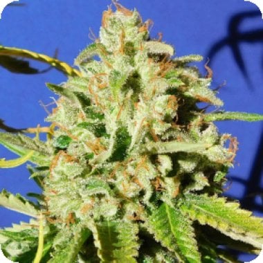 Original Sensible Seed Company Cannabis Seeds Orange Diesel Auto