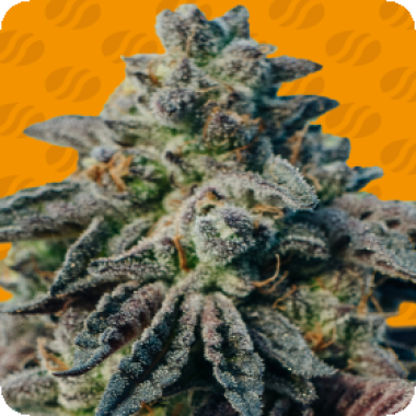 Original Sensible Seed Company Cannabis Seeds Peanut Butter Ogkb