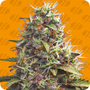 Original  Sensible  Seed  Company  Cannabis  Seeds  Pellezino  Cookies