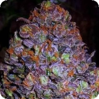Original Sensible Seed Company Cannabis Seeds Purple Haze Auto